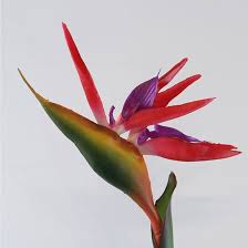 Strelitzia Reginae Flower Seeds for Planting | Heirloom Non-GMO Organic Garden Seeds