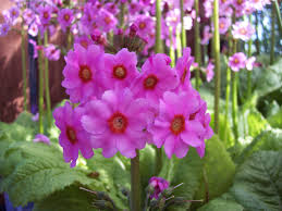 Primula Japonica Flower Seeds for Planting – Heirloom, Non-GMO, High Germination Organic Garden Seeds