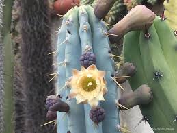 Blue Pilosocereus Flower Seeds for Planting – Heirloom, Non-GMO, High Germination Organic Garden Seeds