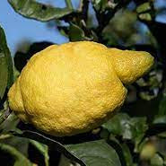 Fruit Seeds,Garden seeds, Seeds For Planting,Plant Seeds