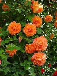 Flower Seeds, Seeds,Seeds For Planting,Plant Seeds