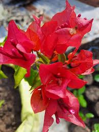Maroon Bougainvillea Flower Seeds for Planting – Heirloom, Non-GMO, High Germination Organic Garden Seeds