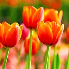 Deep Orange Tulip Flower Seeds - Heirloom, Non-GMO, High Germination Organic Garden Seeds for Planting