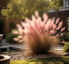 Pink Muhly Grass Flower Seeds for Planting | Heirloom Non-GMO High Germination Organic Garden Seeds
