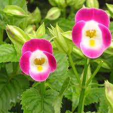 Pink Torenia Flower Seeds for Planting | Heirloom Non-GMO Organic Garden Seeds High Germination