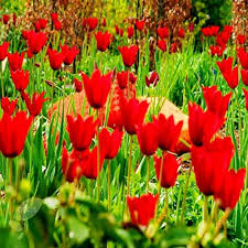 Deep Red Tulip Flower Seeds for Planting – Heirloom, Non-GMO, Long Bloom Season, Organic Garden Seeds