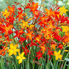 Crocosmia Flower Seeds for Planting – Seasonal Bloomer, Heirloom & Non-GMO Seeds