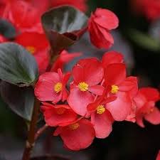 Red Bergenia Flower Seeds for Planting – Heirloom, Non-GMO, Drought Tolerant Organic Garden Seeds