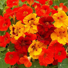 Nasturtium Flower Seeds for Planting – Heirloom, Non-GMO, Garden Favorite Organic Garden Seeds