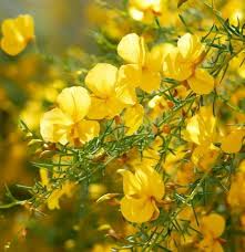 Parkinsonia Aculeata Flower Seeds for Planting – Pollinator Friendly, Heirloom, Non-GMO, High Germination Garden Seeds