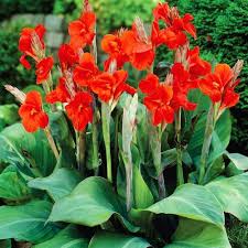 Canna Flower Seeds for Planting – Heirloom, Non-GMO, High Germination Organic Garden Seeds