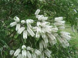 Melaleuca Flower Seeds for Planting – Wildflower Mix, Heirloom Non-GMO Seeds for Home Garden