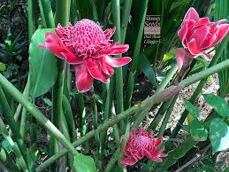 Torch Ginger Flower Seeds for Planting - Perfect for Borders, Heirloom, Non-GMO, High Germination Organic Garden Seeds