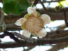 Adansonia Digitata Flower Seeds – Heirloom, Non-GMO, Bright Blooms