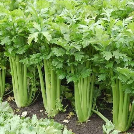 Celery Tall Utah Seeds