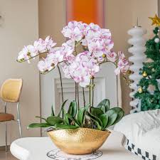 White Violet Butterfly Orchid Flower Seeds for Planting | Heirloom Non-GMO Organic Garden Seeds, Easy to Grow, High Germination