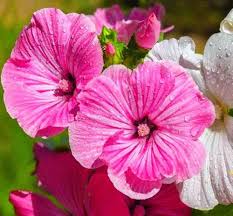 Pink Trimestris Flower Seeds for Planting – Wildflower Mix, Heirloom, Non-GMO, High Germination Organic Garden Seeds