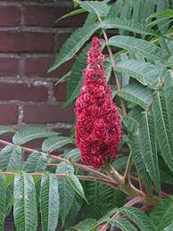 Red Typhina Flower Seeds for Planting – Heirloom, Non-GMO, High Germination Organic Garden Seeds