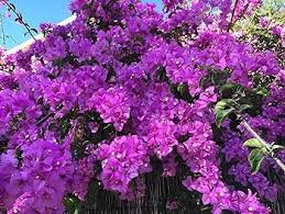 Violet Bulleyana Flower Seeds for Planting | Heirloom Non-GMO High Germination Organic Garden Seeds