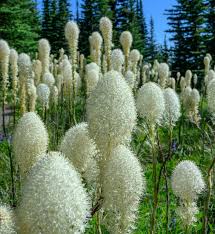 Bear Grass (Xerophyllum Tenax) Flower Seeds for Planting – Bright Blooms, Heirloom, Non-GMO, High Germination