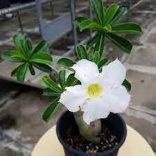 White Adenium Obesum Flower Seeds for Planting – Heirloom, Non-GMO, Long Bloom Season Organic Garden Seeds