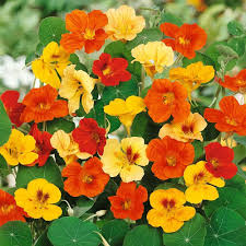 Mix Nasturtium Flower Seeds for Planting – Heirloom, Non-GMO, High Germination Organic Garden Seeds