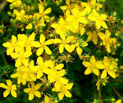 Heirloom Hypericum Flower Seeds for Planting | Non-GMO, High Germination, Organic Garden Seeds