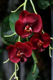 Burgundy Phalaenopsis Orchid Seeds for Planting – Heirloom, Non-GMO Colorful Display, High Germination