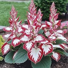 Hosta Seeds for Planting – Drought Tolerant, Heirloom & Non-GMO Organic Garden Seeds
