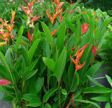 Heliconia Flower Seeds for Planting – Heirloom, Non-GMO, Perfect for Borders Organic Garden Seeds