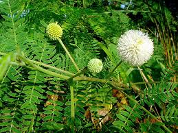 River Tamarind Flower Seeds for Planting – Seasonal Bloomer Heirloom Non-GMO Organic Garden Seeds