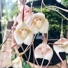 White Monkey Face Orchid Flower Seeds for Planting – Heirloom, Non-GMO, High Germination Organic Garden Seeds
