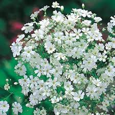 White Gypsophila Repens Flower Seeds for Planting – Sun-Loving Heirloom, Non-GMO, High Germination Garden Seeds