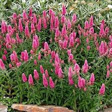 Veronica Flower Seeds for Planting – Sun Loving Heirloom Non-GMO High Germination Organic Garden Seeds