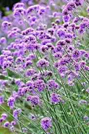 Purple Vervain Flower Seeds for Planting – Heirloom, Non-GMO, Garden Favorite Organic Garden Seeds