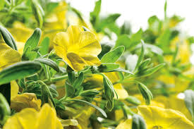 Yellow Superbells Calibrachoa Flower Seeds for Planting – Heirloom, Non-GMO, Cut Flower Favorite Organic Seeds