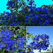 Blue Bougainvillea Flower Seeds for Planting – Pollinator Friendly, Heirloom, Non-GMO, High Germination Organic Garden Seeds