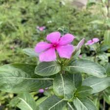 Vinca Flower Seeds for Planting – Heirloom, Non-GMO, Garden Favorite, High Germination