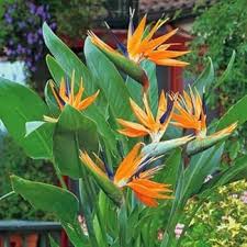 Paradise Flower Seeds for Planting – Heirloom, Non-GMO, Shade-Tolerant Organic Garden Seeds