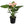Baby Pink Anthurium Flower Seeds 100 pcs – Heirloom, Non-GMO, High Germination Wildflower Seeds for Organic Garden Planting