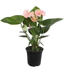 Baby Pink Anthurium Flower Seeds 100 pcs – Heirloom, Non-GMO, High Germination Wildflower Seeds for Organic Garden Planting