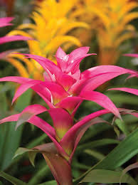 Hechtia Flower Seeds for Planting Heirloom Non-GMO High Germination Organic Garden Seeds