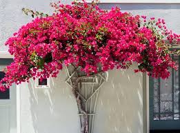 Pink Bougainvillea Flower Seeds for Planting – Hardy Variety, Heirloom, Non-GMO, High Germination
