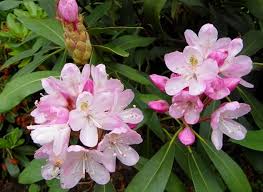 Catawbiense Flower Seeds for Planting – Bright Blooms, Heirloom, Non-GMO, High Germination Garden Seeds