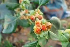 Ashwagandha Flower Seeds – Heirloom, Non-GMO, Wildflower Mix