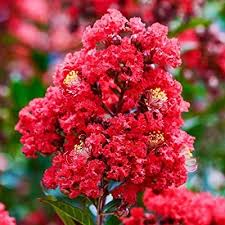 Red Jupiter Flower Seeds for Planting – Cut Flower Favorite Heirloom Non-GMO Seeds