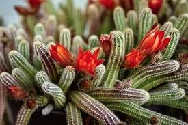 Echinopsis Chamaecereus Flower Seeds for Planting – Fragrant Blossoms, Heirloom, Non-GMO, Organic Garden Seeds