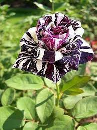 Black Dragon Rose Flower Seeds for Planting – Heirloom, Non-GMO, Bright Blooms Organic Garden Seeds