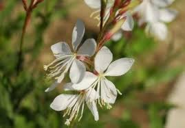 Gaura Whirling Mariposas Flower Seeds for Planting – Heirloom, Non-GMO, High Germination Organic Garden Seeds