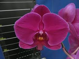 Light Red Phalaenopsis Orchid Seeds for Planting – Cut Flower Favorite, Heirloom, Non-GMO, High Germination
